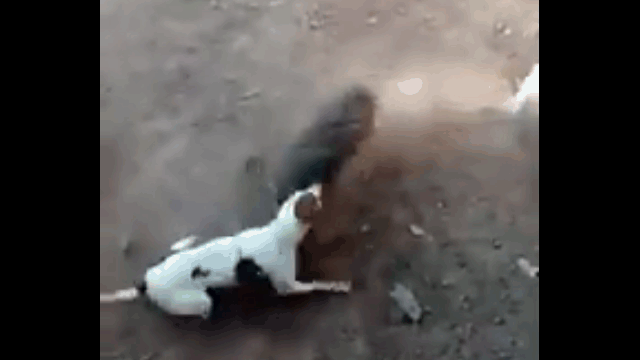 Video: Bị chó Pitbull truy sát, lợn rừng quay lại phản đòn và cái kết
