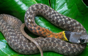 Video: Nông dân suýt tóm nhầm sinh vật nguy hiểm hơn cả rắn hổ mang chúa