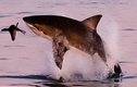 Khoảnh khắc kinh ngạc hải cẩu con thoát khỏi hàm cá mập trắng trong gang tấc