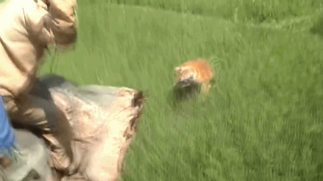 Video: Hổ dữ nhảy vọt qua đầu voi, vồ trúng nhân viên kiểm lâm