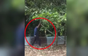 Video: Người đàn ông dùng 1 tay tóm gọn rắn hổ mang chúa