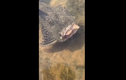 Video: Chỉ còn nửa thân, "sinh vật cụt đầu" vẫn tung tăng bơi lội