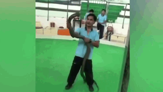 Video: Đang biểu diễn, người đàn ông bị rắn hổ mang chúa cắn trúng tay