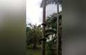Video: Trăn "khủng" trổ tài leo cây dừa cực điệu nghệ