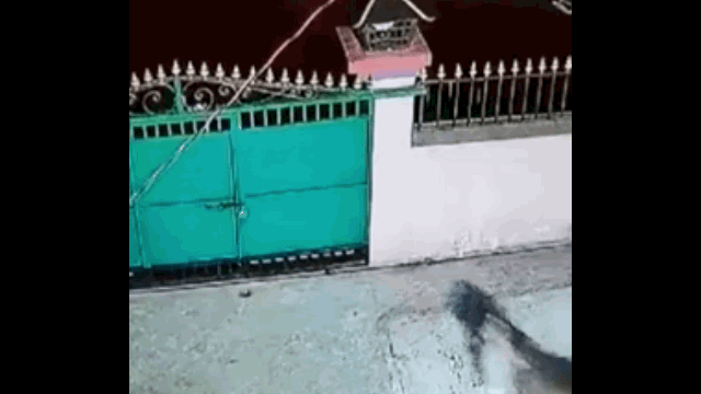 Video: Báo hoa mai đột nhập vào nhà dân, ngoạm cổ chó nhà lôi đi