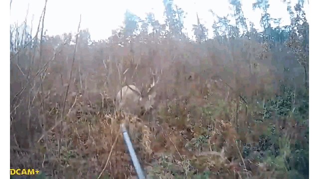 Video: Cầm súng săn hươu, thợ săn bị con mồi tấn công kinh hoàng