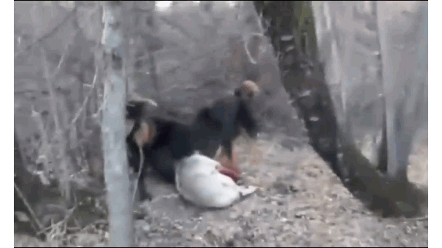 Video: Tử chiến chó ngao Tây Tạng, chó sói nhận cái kết thảm khốc