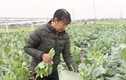 "Chị hai quê Thái Bình" trồng 3 mẫu rau thu 200 - 300 triệu
