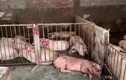 Tam Đảo: Phát hiện hơn 4.000kg thịt lợn có triệu chứng nhiễm bệnh
