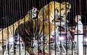 Bàng hoàng 4 con hổ vồ chết nghệ sĩ xiếc thú trước giờ biểu diễn