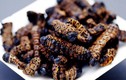 Đặc sản sâu Mopane ở Zimbabwe: Kinh dị từ nguyên liệu đến cách chế biến