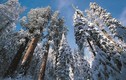 Tuyết phủ trắng rừng cây đại thụ cao nhất nước Mỹ đẹp như cổ tích