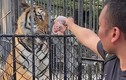 Lãnh hậu quả vì đột nhập sở thú để cho “hổ bị bỏ đói" ăn