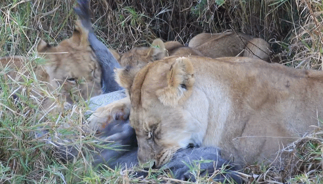 Video: Gia đình sư tử hăng say thưởng thức bữa tiệc buffet lợn rừng 