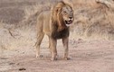 Video: Voi con đơn độc tử chiến sư tử cái... lật kèo phút chót