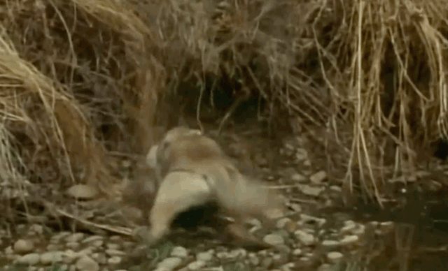 Video: Chồn túi giả chết đỉnh cao đánh lừa cặp sói, tự cứu mình