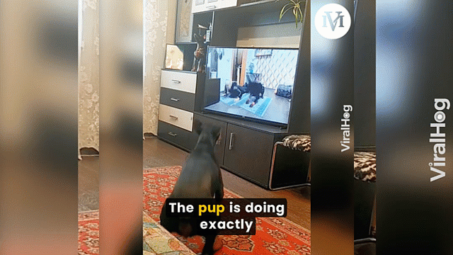 ​Video: Chó nhà tập thể lực theo huấn luyện viên trên tivi