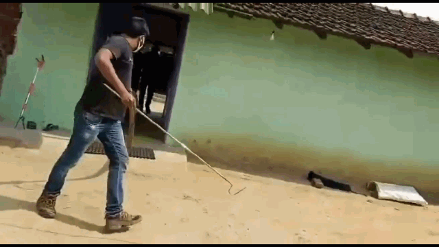 ​Video: Khiếp vía cảnh rắn hổ mang chúa khổng lồ trốn trong phòng ngủ