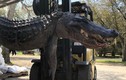 Mổ bụng cá sấu "quái vật", phát hiện lời giải cho nhiều vụ mất tích