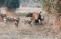 Đàn chó hoang đột kích bầy trâu rừng châu Phi và cái kết