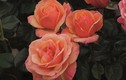 Ngắm những loài hoa hồng đẹp nhất trên thế giới 