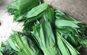 Nước ngoài ưa chuộng lá tre, Việt Nam đem bán thu về hàng triệu USD