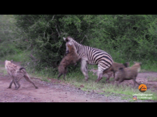 Video: Ngựa vằn tử chiến giành sự sống trước 5 con linh cẩu đói