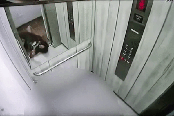 Video: Cô gái bị chó pitbull tấn công dữ dội, kéo lê vào thang máy