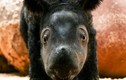 Tê giác Sumatra quý hiếm chào đời ở khu bảo tồn