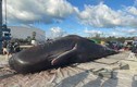 Cá nhà táng khổng lồ trôi dạt bãi biển, phát hiện điều kinh hãi 