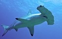 Cá mập đầu búa có cái “búa” trên đầu để làm gì?