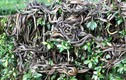 ‘Hòn đảo tử thần’ nơi hàng vạn con rắn độc ngự trị