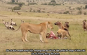 Video: Sư tử đực thể hiện uy quyền, đuổi linh cẩu cướp xác ngựa vằn