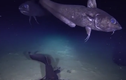 Video: Loài cá lớn nhất thế giới sống ở độ sâu gần 2.000 mét