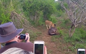 Video: Linh dương đầu bò thoát khỏi sư tử nhờ "vị cứu tinh" bất ngờ