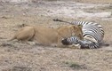 Video: Sư tử nhọc nhằn hạ sát ngựa vằn