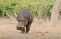 Video: Hà mã một mình đánh đuổi đàn sư tử