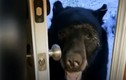 Video: Gấu dùng miệng mở cửa đột nhập nhà dân