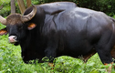 Loài lớn nhất và cao nhất trong số các loài gia súc hoang dã