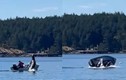Chạy trốn cá voi, sư tử biển lao lên mặt nước phi trúng vào thuyền