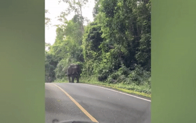 Chú voi "khổng lồ" lao ra đường, chặn đầu xe vì lý do này