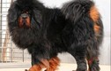 Top 10 loài chó có trọng lượng “khủng” nhất thế giới