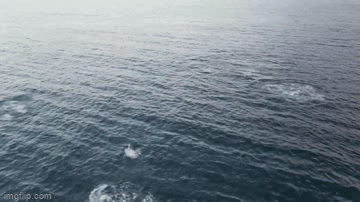 Video: Cá ngừ vây xanh điên cuồng kiếm ăn ngoài khơi bờ biển Anh