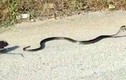 Video: Chuột mẹ liều mình tấn công rắn độc để cứu con