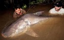 Video: Ngư dân bắt được cá khổng lồ nặng 150kg trên sông Mekong
