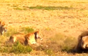 Video: Sư tử đại chiến với linh cẩu và những cái kết đau đớn