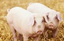 Tế bào ung thư “chuộng” bộ phận này của lợn, nhiều người thích ăn