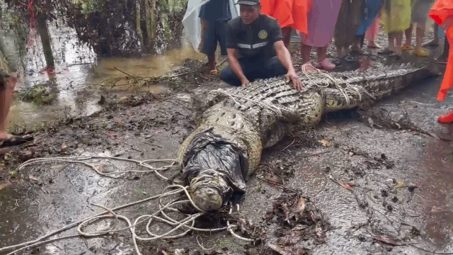 Video: Dân làng vật lộn vây bắt cá sấu "khủng" nặng gần 500kg