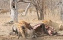Video: Sư tử bị bầy linh cẩu “tẩn nhừ xương” 