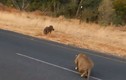 Video: Lợn rừng chết thảm trước sư tử vì không tin bạn